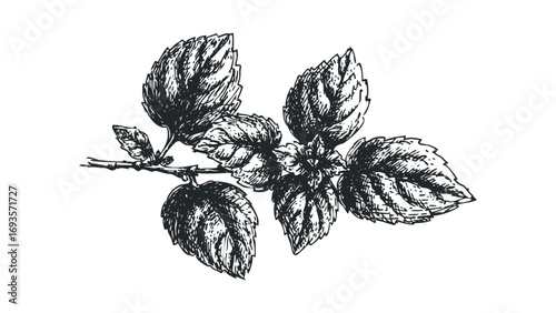 Vintage Hop Branch Hand Drawn Transparent Image. Vector hand drawn illustration