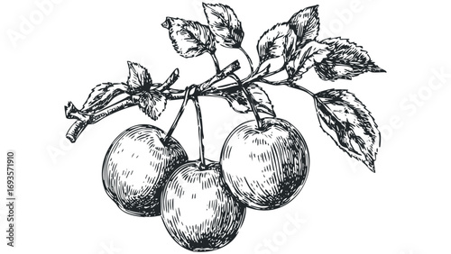 Ink drawn plum fruit on branch with leaves on transparent background. Vector hand drawn illustration