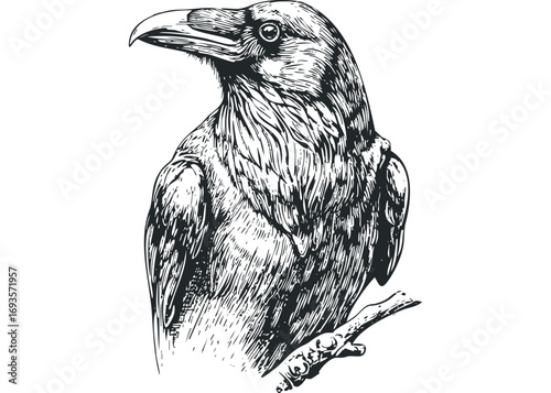 Raven perched on a branch, ink sketch,. Vector hand drawn illustration