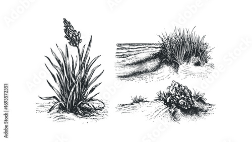 Three vintage ink sketches of coastal dune plants and landscape elements. Vector hand drawn illustration
