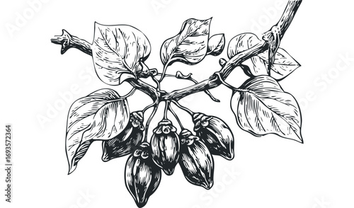 Black and white line drawing of ripe fruit on a branch with leaves. Vector hand drawn illustration