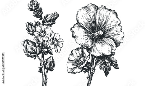 Hand drawn hollyhock flowers and buds sketch on transparent. Vector hand drawn illustration
