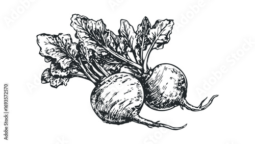 Hand drawn sketch of fresh beetroots with leafy tops on transparent background. Vector hand drawn illustration