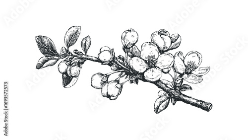 Hand drawn flowering branch with buds on transparent background. Vector hand drawn illustration