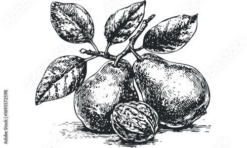 Sketch of Pear and Nut on a Branch with Leaves. Vector hand drawn illustration