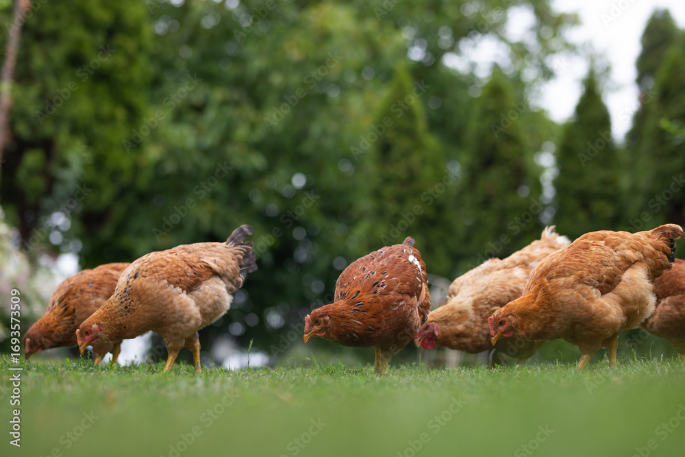 Fototapeta premium Hens grazing on grass in a free range organic farm