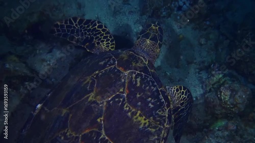 Close up footage of a critically endangered Hawksbill sea turtle Eretmochelys imbricata gracefully swimming over a vibrant coral reef in clear, blue tropical waters.