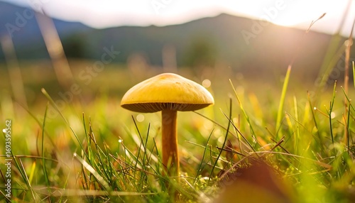 Single yellow mushroom in tall grass at sunrise