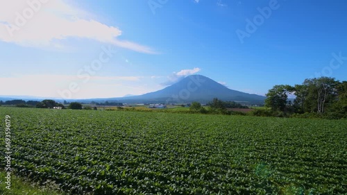 北海道の倶知安町に広がる美しい羊蹄山と畑の風景