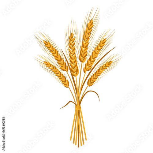 Golden ears of wheat harvested in a bundle tied with straw