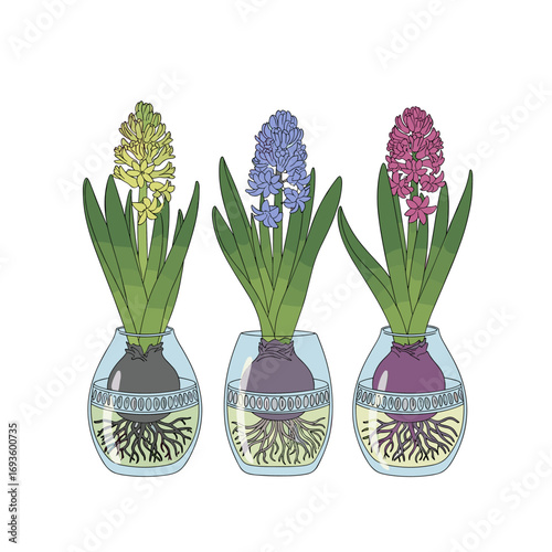 Three colorful hyacinth bulbs growing roots in clear glass vases with vibrant green leaves and blooming flowers indoors