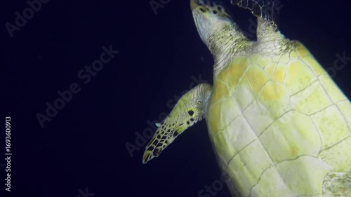 green sea turtle gracefully swims through the dark, tranquil waters of the deep ocean. The serene scene captures the beauty and mystery of marine life, highlighting the turtle's elegant movements agai