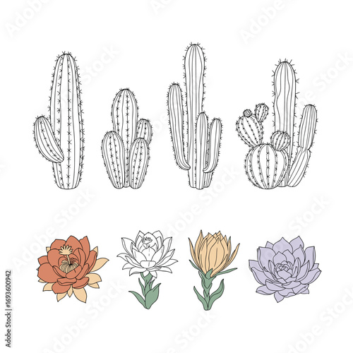 Charming desert cactus and succulent illustrations collection for creative projects