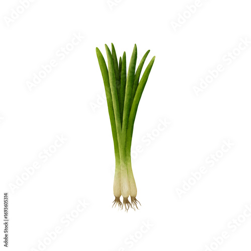 spring onion watercolor isolated vector white background