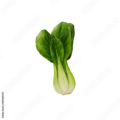 bok choy watercolor isolated vector white background