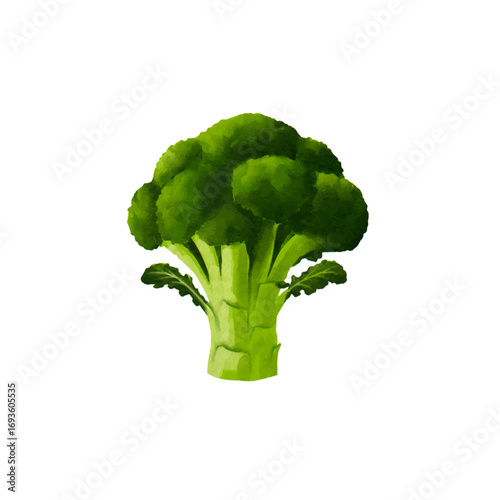 broccoli watercolor isolated vector white background