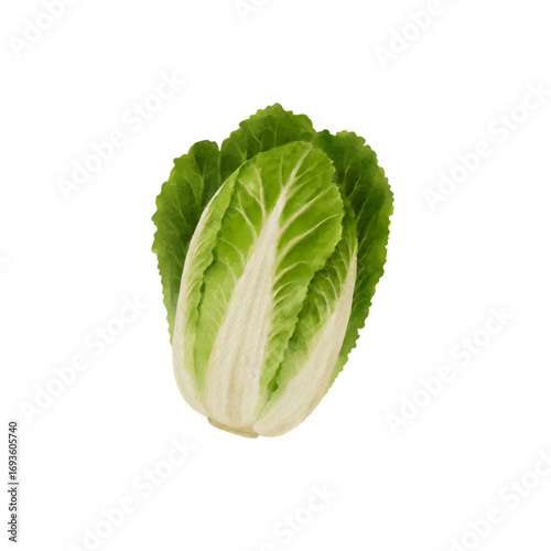 Chinese cabbage watercolor isolated vector white background