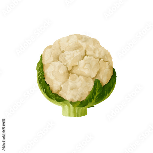 cauliflower watercolor isolated vector white background