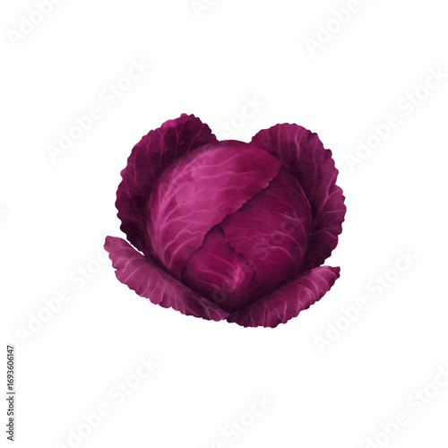 purple cabbage watercolor isolated vector white background