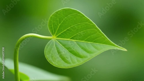 Image is a close-up, macro-style photograph featuring a single green leaf with a smooth, curved stem. The leaf is heart-shaped with visible veins running through it, creating a textured appearance. Th