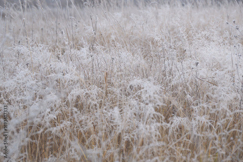The winter background is dry frozen grass in the morning hoarfrost in cloudy weather
