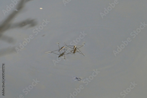 Water skaters swim and rest on the surface of the water