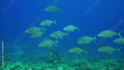 underwater scene showcasing a large school of Orange spotted Trevally Caranx ignobilis gracefully navigating the crystal clear blue waters above a bustling coral reef.