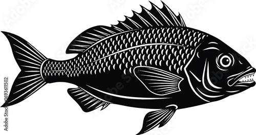 Detailed black and white vector illustration of a Black Bream fish. Perfect for fishing club logos, seafood menus, and wildlife designs.