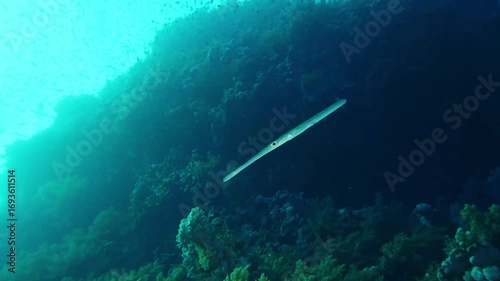Underwater footage capturing a sleek cornetfish or trumpetfish gracefully swimming alongside a vibrant coral reef, with a bustling school of small fish in the background.