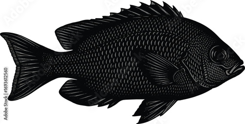 Solid black silhouette illustration of a Black Crappie. A great vector logo for freshwater fishing tournaments, bait shops, and lake life apparel.