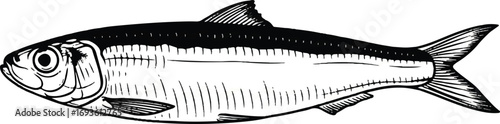 Classic line art drawing of a Sardine or Herring. Perfect for canned food packaging, Mediterranean restaurant menus, and fishing industry graphics.