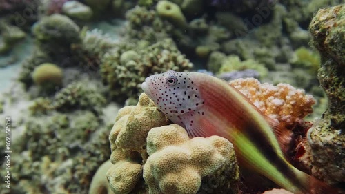 vibrant Freckled Hawkfish Paracirrhites forsteri with distinctive freckled head and colorful body, resting gracefully amidst a healthy coral reef ecosystem in crystal clear tropical waters.