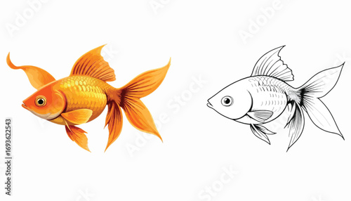 "Golden fish illustration with colorful detail and matching line art outline version, vector design"