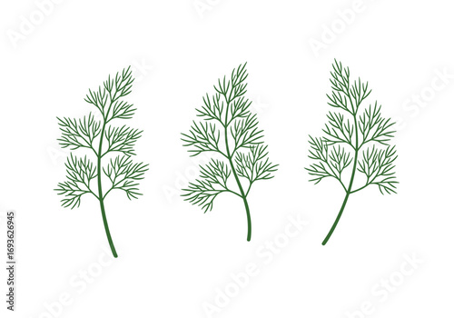 Delicate green dill sprigs with intricate feathery foliage displayed against a clean white background creating an artistic botanical illustration