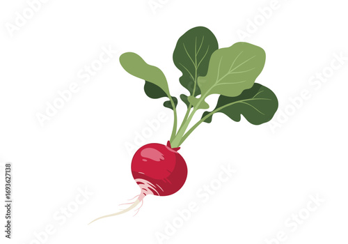Vibrant red radish vegetable fresh root crop with green leafy tops on white background