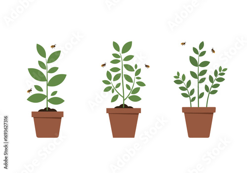 Illustrating the growth cycle of plants in pots with small flying insects visiting them over time