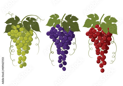 Vibrant clusters of green purple and red grapes adorned with leafy tendrils and vine elements