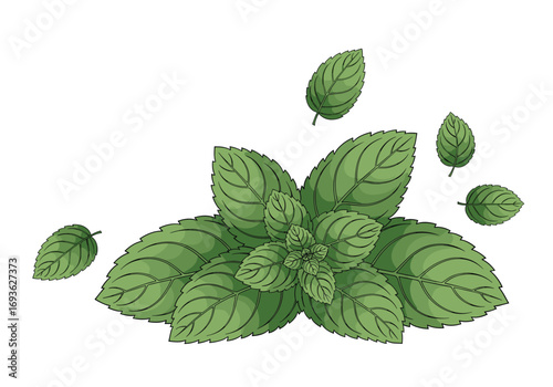 A sprig of fresh green basil leaves delicate herbs for culinary and aromatic purposes