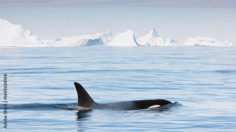 Naklejka premium Premium Authentic Orca Swimming in Arctic Ocean Near Icebergs Inspiring Wildlife Content for Modern Environmental Marketing and Social Media Campaigns