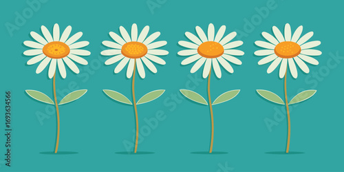 Four white daisies with green stems and leaves on a teal background