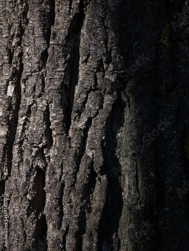 Natural wood bark texture close up