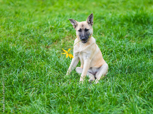 cute puppy sitting on green grass on a summer day with a yellow flower in his...