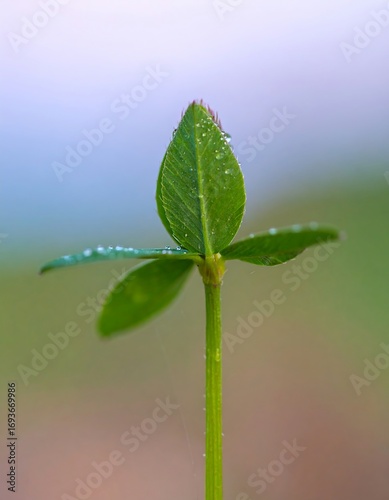 Young Clover Plant, Dew Drops, Close-Up