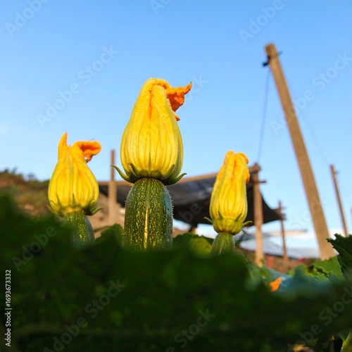 Zucchini Blossoms in Garden at Sunset