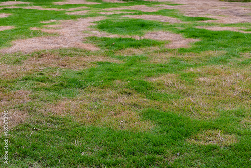 Patchy Lawn with Dry Brown Grass and Green Growth in Summer Heat