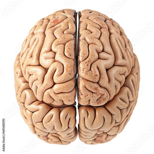 Human Brain Anatomy Isolated PNG, Transparent Background