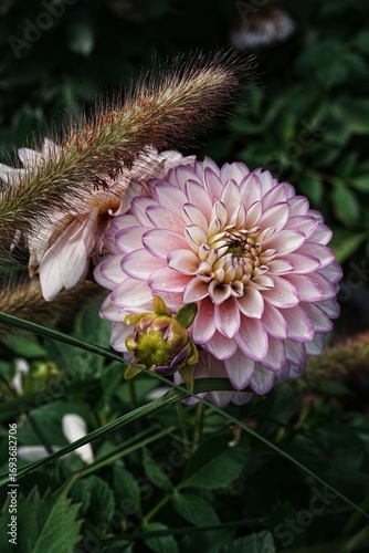 Close-up of a pink dahlia flower in a garden.