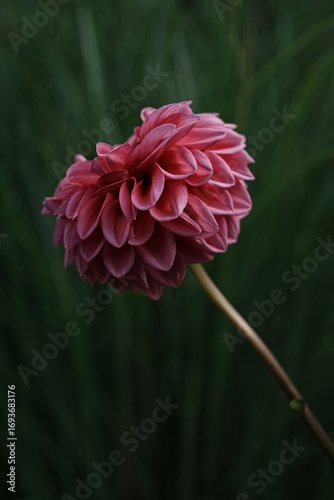 Close-up of a vibrant pink dahlia flower.