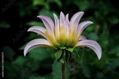 Blooming dahlia flower close-up