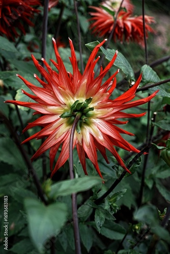 Vibrant red dahlia in bloom